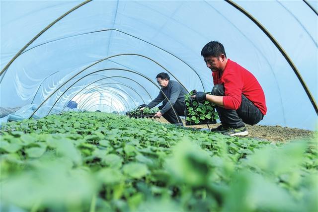 农业生产的最新动态与推动农业现代化进程的关键要素解析