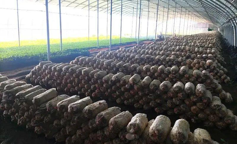 崇礼最新规划，塑造体育旅游胜地的未来蓝图