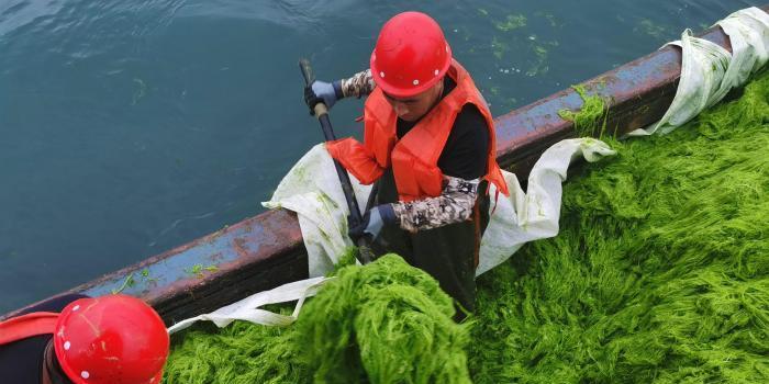 浒苔最新动态，影响、挑战与应对策略更新