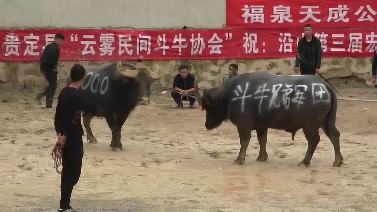 牛王最新比赛，展现王者风采，震撼赛场！