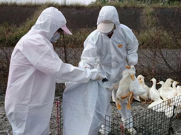 天津禽流感最新动态，全面防控，保障公众健康