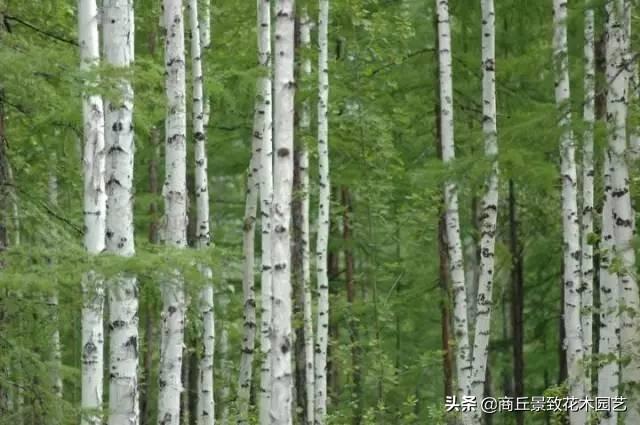 佳木斯市园林管理局最新领导团队亮相及未来展望