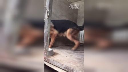 最新中牧在线，探索新时代畜牧业发展之路